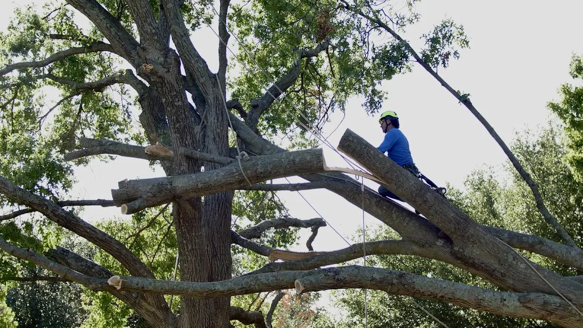Professional Crown Thinning performed by certified arborists in Farber