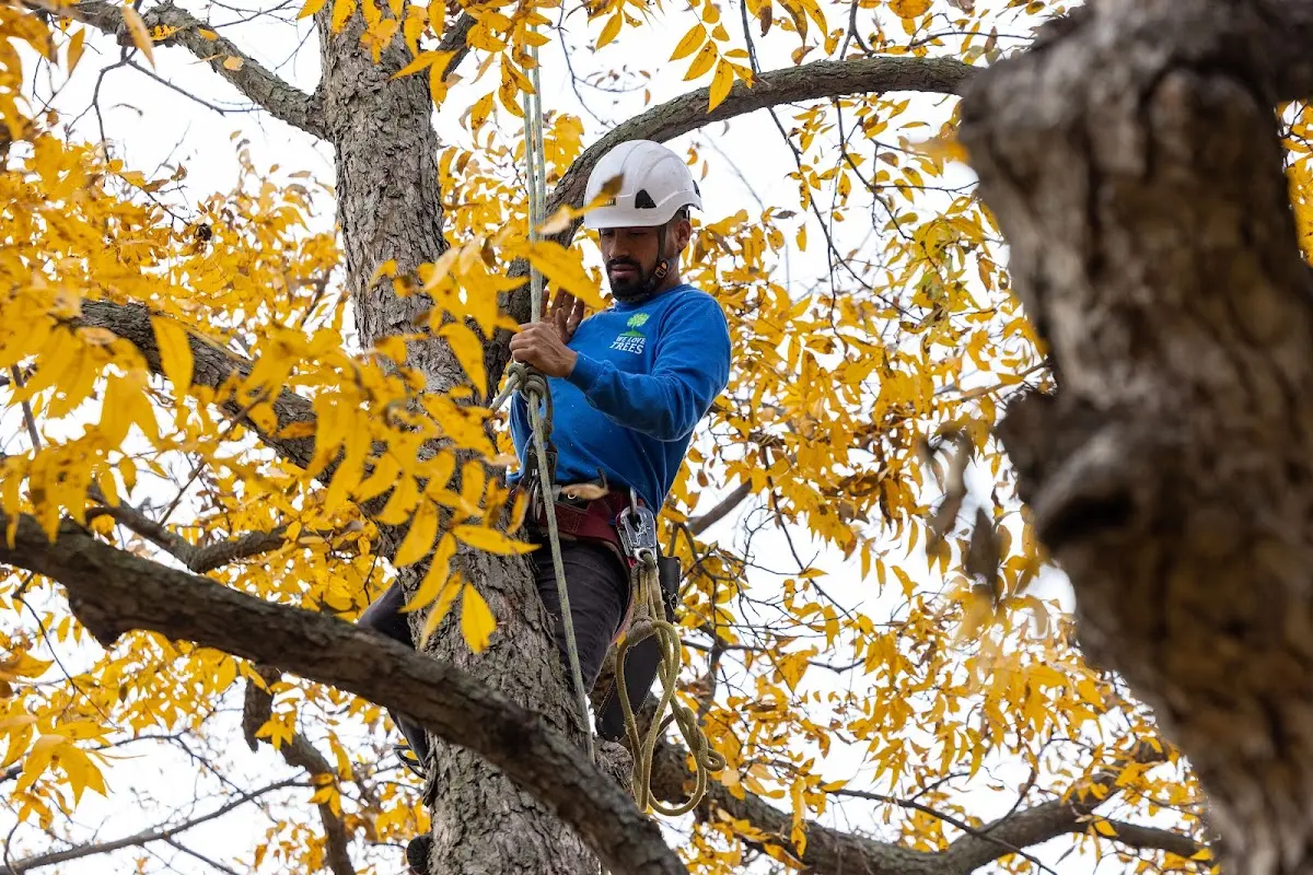 Skilled Tree Transplanting crew working in Farber